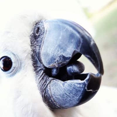 Pearl_Cockatoo's profile picture. I am a 3 year old Umbrella Cockatoo who likes to travel 😊  #cutenessoverload #travel #adventure #cockatoo   #outandabout #sweet #cute #pets #petsoftwitter