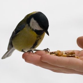 FarkliKelimeler's profile picture. 