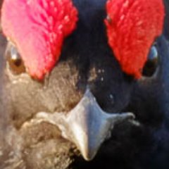 InfamousGrouse Profile Picture