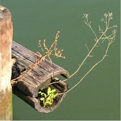 Mjemeka22's profile picture. 