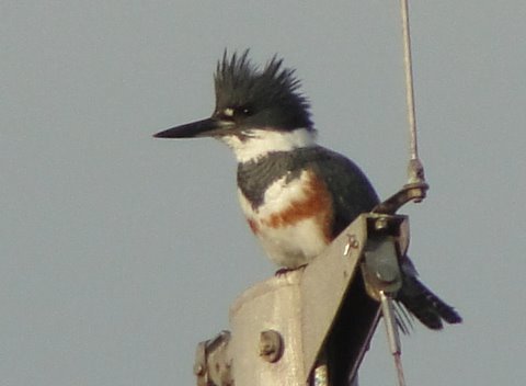 kingfisher