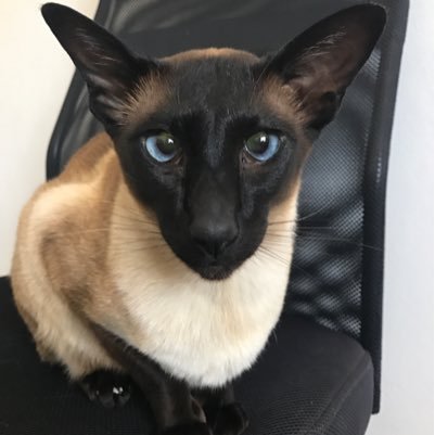 Siamese Cat (blind) Founder @bizzibabs_pra_siamese #bizzibabs_pra_siamese.Chief Meow Bizzibabs Scratch Patch - online pet shop selling premium pet food etc