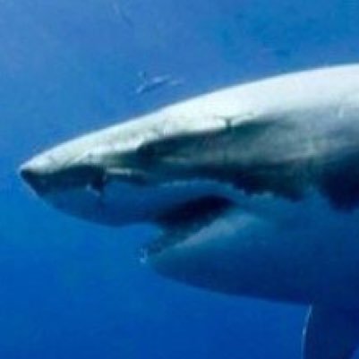 Bob_0game's profile picture. YA!