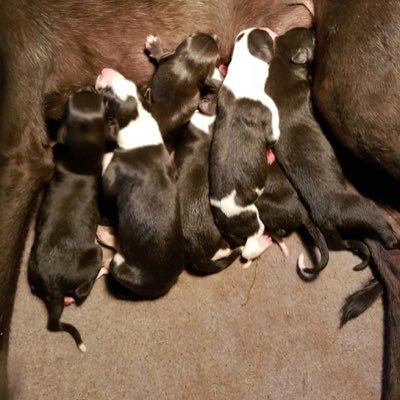 Greyhound owner! STELLAR RACING!!! Newinn champ, Brinkleys Stella and her 8 pups