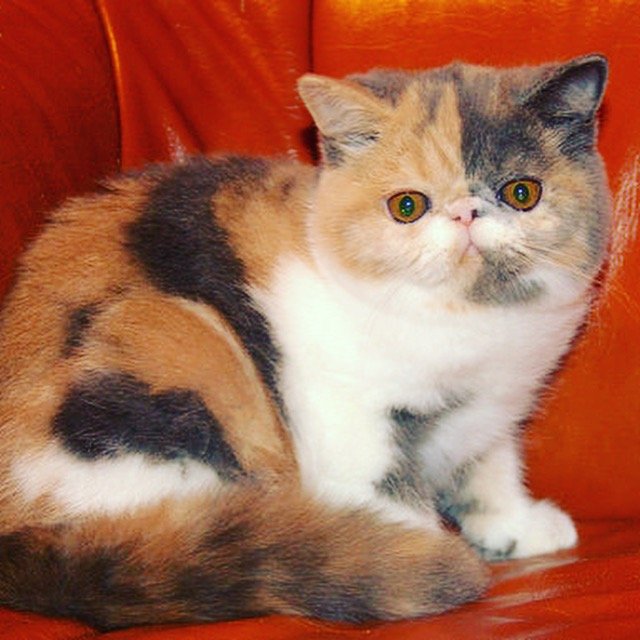 JelenaStebuklas's profile picture. Stebuklas*LT Cattery (Lithuania)