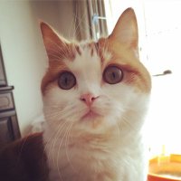 いっち (@punpunbird) 's Twitter Profile