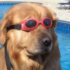 Follow for amazing doggo facts and pictures!