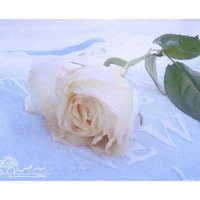 بنت مسقط (@swsw22339a) Twitter profile photo