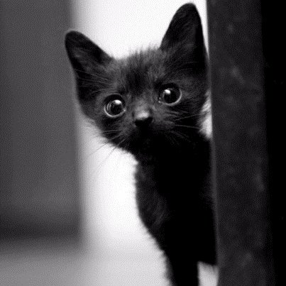 BlackMoix's profile picture. Me gusta #FM20, comparto los hallazgos y victorias conseguidas en #footballmanager2020 me apasionan las #TacticasFM