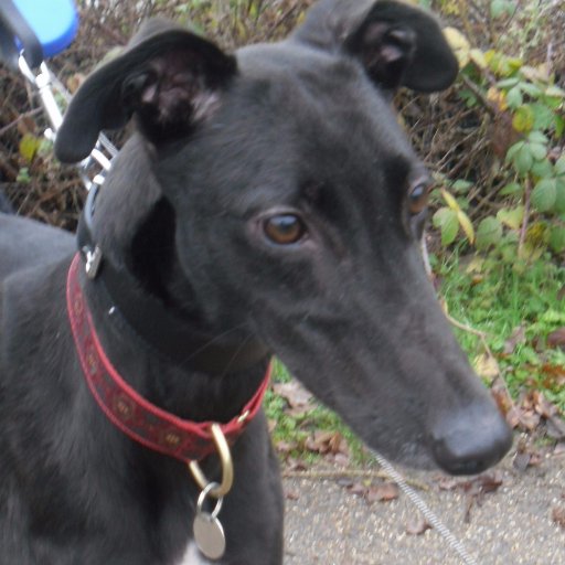 EX Racer, my names Gerry (aka Timber Gerry), im from @BGPuk and have just retired into my forever home in Crewe. gotcha day was 10.11.16, im 3 in november 16