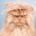 RealTrumpyCat (@RealzTrumpyCat) Twitter profile photo