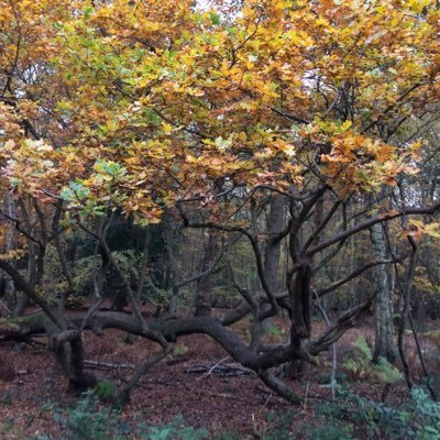 MargroeRoe's profile picture. Born in Liverpool. Lived in Hackney since 1979. Member of Lab. Party. left wing. Worked in Comm Health. Retired