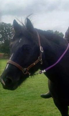 I'm a mom, wife, daughter, sister, aunt, friend, student, teacher, business woman, avid equestrian and humanitarian. Not necessarily in that order.