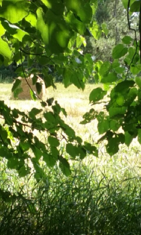 tschelsi's profile picture. 