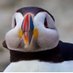 david attenborough (@naturedocquotes) Twitter profile photo david attenborough (@naturedocquotes) Twitter profile photo