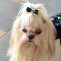 ZhenZhen (@zhenzhen09) 's Twitter Profile