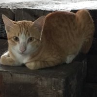 KokoCat (@kendogdoll) 's Twitter Profile Photo KokoCat (@kendogdoll) 's Twitter Profile Photo
