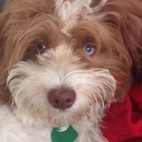 Oabaab1 (@oabaab1) 's Twitter Profile