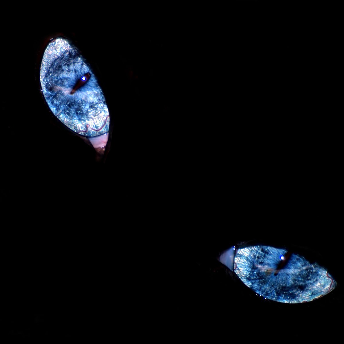 FlashNetAust's profile picture. 