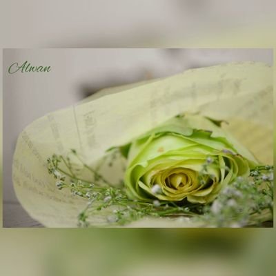 600Alwan's profile picture. 