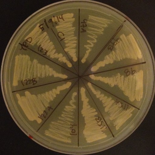 Evolutionary genetics of gene expression at Western Washington University