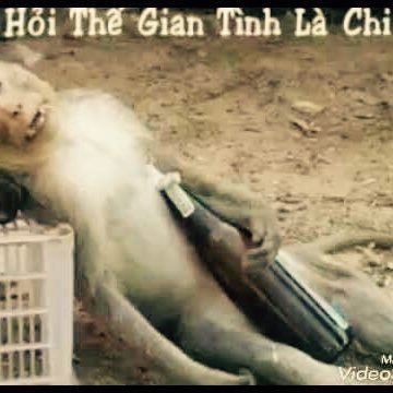 DucSapporo's profile picture. 