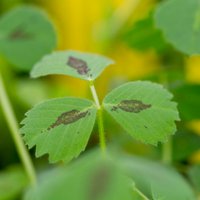 Medicago Resources (@medicagonews) 's Twitter Profile Photo
