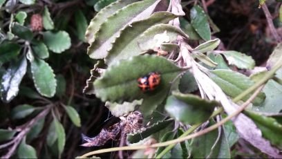 Dora_Callisto's profile picture. if you'd like to buy me a coffee, please donate to my favourite charity ⬇️ instead and be part of reaching the international goal to End Fistula by 2030