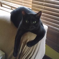 Sebastianthediabeticcat (@sebbiescat) 's Twitter Profile