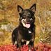 Pelle Gangeskar (@pellegangeskar) Twitter profile photo Pelle Gangeskar (@pellegangeskar) Twitter profile photo