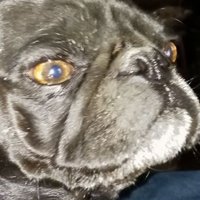 CrustyMedevacDoc (@redhaireddoll) 's Twitter Profile