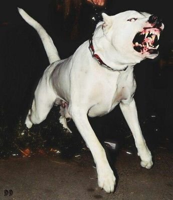 dochazraila's profile picture. усынови меня из интернета