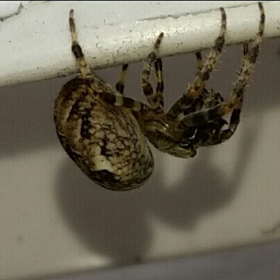 deadbugPCL's profile picture. We are a pest control company based in the north east.
we provide pest prevention services as well as pest extermination.