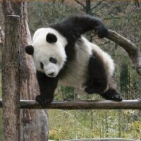 いちのせ (@pandaxxx66) 's Twitter Profile