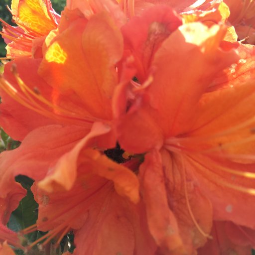 VivaMenopause's profile picture. Celebrating and supporting women going into, during and beyond the Menopause. Offering practical help through movement, nutrition and ancient wisdom.