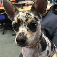 Pablo (@pablos_pupdates) 's Twitter Profile