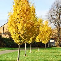 Haydons Road North(@HaydonsNorth) 's Twitter Profileg