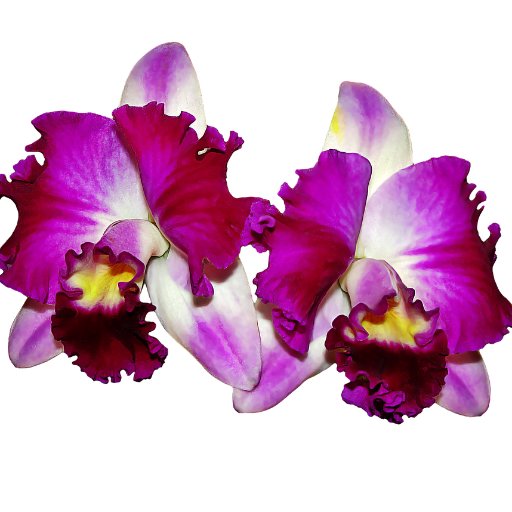 comocuidarde's profile picture. Blog com as melhores dicas sobre como cuidar de diversas plantas.