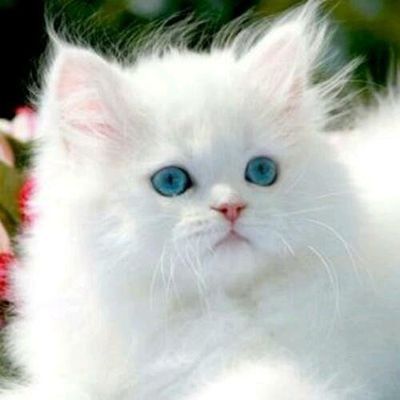 SAMEER20185293's profile picture.