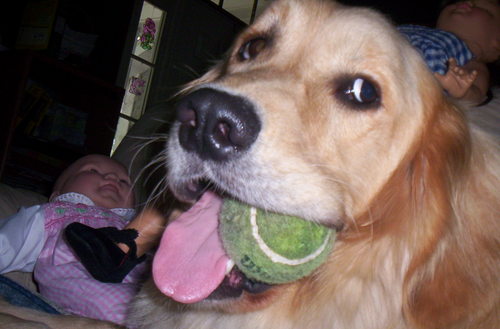 I am an assistance dog. I go to middle school every day with my girl Anna. I'm into tennis balls, long walks in the park and middle school band concerts.