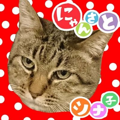 保護猫ツナ子さんのプロフィール画像