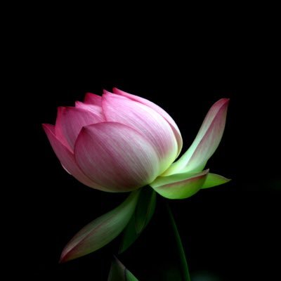 pinklotus60's profile picture. POSH- @lsimon221