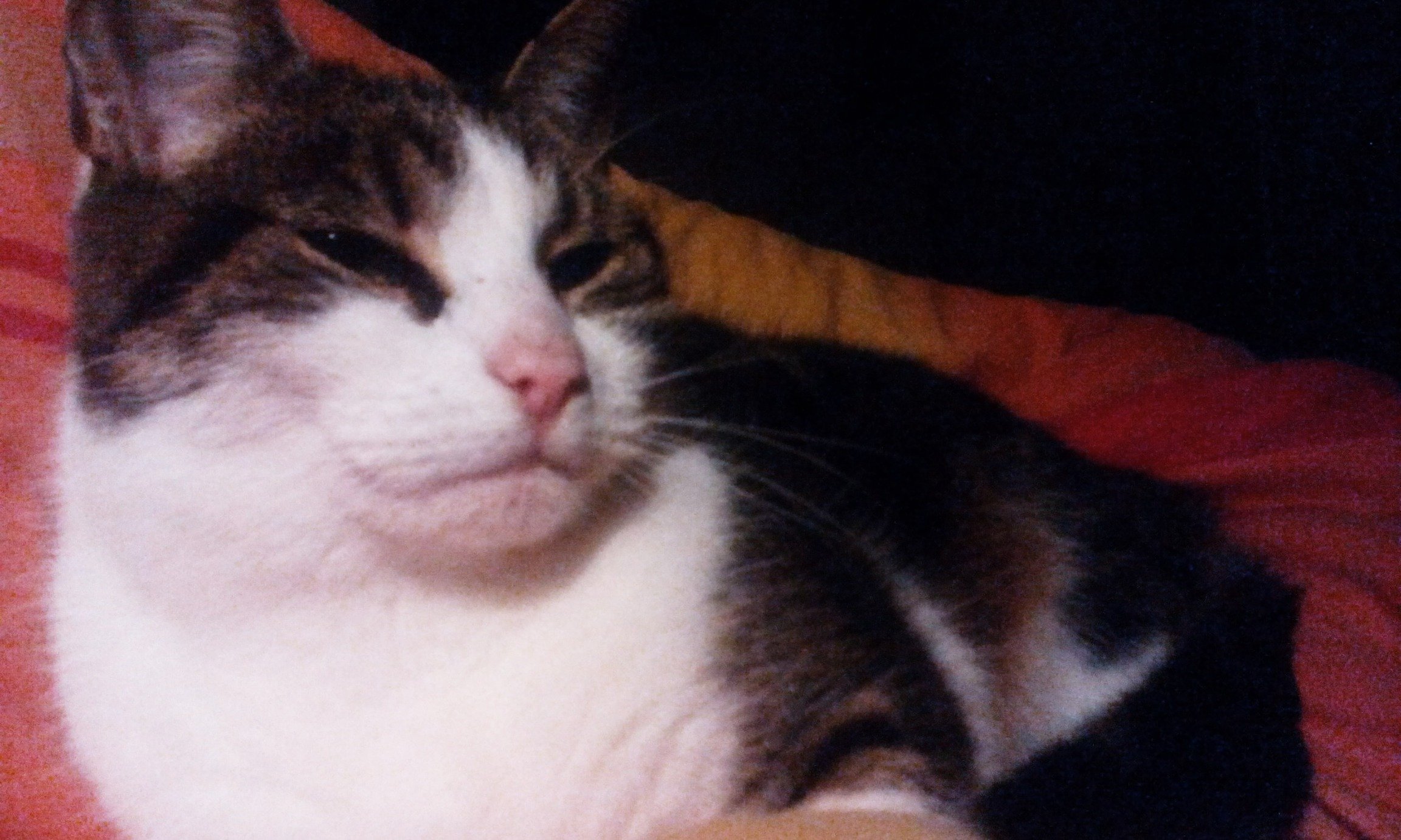 JvonSchleuse's profile picture. 