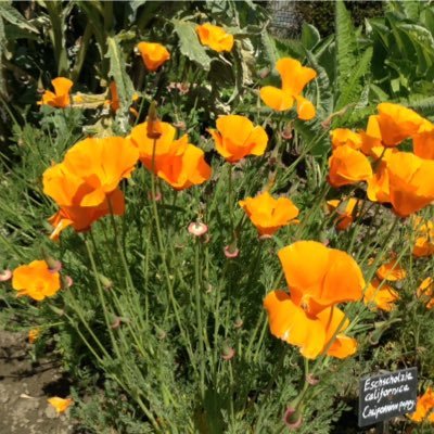 In the heart of St Annes Park, Raheny, Dublin, Ireland, a volunteer run garden dedicated to showcasing the wonderful world of healing plants :)