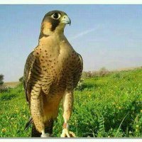 محمد القاسمي اليوسفي (@tuur13pxupw2kpr) 's Twitter Profile