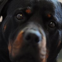 vincent kardasik (@vincentkardasik) 's Twitter Profile