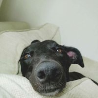 Lazy Dog Coffee Ltd. (@lazydogcoffee) Twitter profile photo