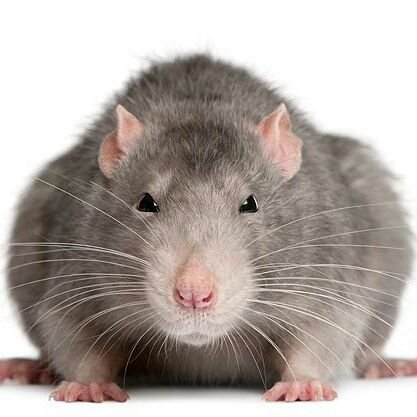 Ik ben niet vies van een beerput, trotseer smerige plekjes en kruip overal tussen.
Wij horen niet in laboratoria thuis.
Stop #Dierproeven #Vivisectie Go #Ⓥegan