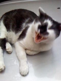 kdchxhshsbf's profile picture. IT系エンジニア見習いです