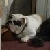 Sir Walter (@bigbulldogbrain) Twitter profile photo Sir Walter (@bigbulldogbrain) Twitter profile photo